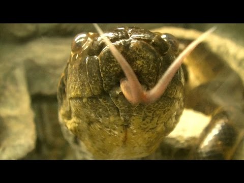 アナコンダ Part3 舌 ウロコ 東山動物園 Youtube