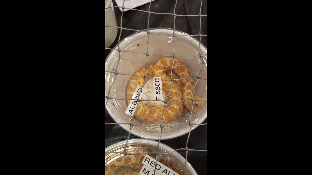 2016 San Diego reptile super show hognose fans! - YouTube