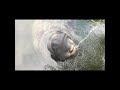 Florida Keys Manatee Drinking from a water hose!! #crazy #creature #shorts