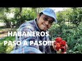 Como Plantar Habaneros Paso a Paso!!! Guia completa de la siembra de chile habanero