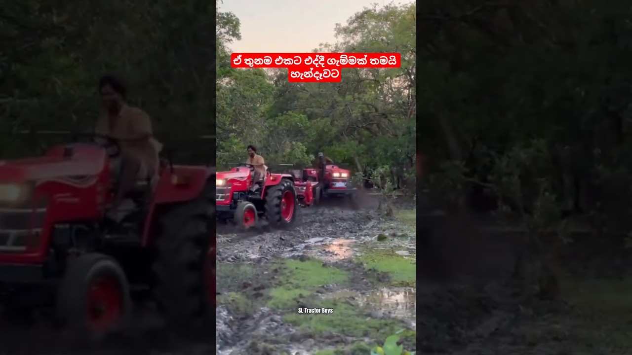 දවසම හාල 🙄☺️ මඩ කාගෙන හැන්දෑවට යන එව්වා Mahindra Yuvo 575 Dl Tech + ❤️❤️ 2WD #shorts #viral #2wd