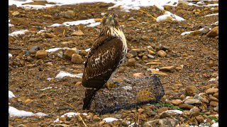 Falconry: Bal Chatri trapping hawks and falcons