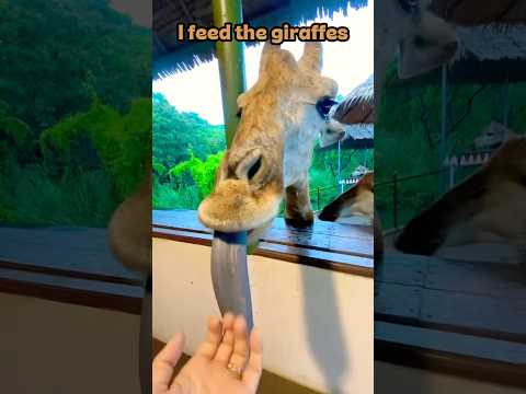 Liova feeds Giraffe #shorts #feeding