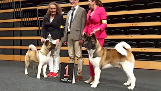 American Akita Show - CACIB Oldenburg 2023 by Nature Check 177 views 8 months ago 3 minutes, 1 second