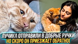 Лучика отправили в новую семью, но он там не приживается 😔 Скоро приедет домой. СМОТРЕТЬ ДО КОНЦА.