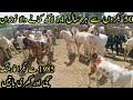 simple Bakra farming in Pakistan|hr saal 14 lakh kamany waly bhai|Asad Abbas Chishti