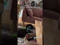#fosterdog #fosterfail