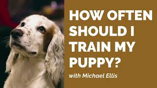 How Often Should I Train My Puppy? with Michael Ellis