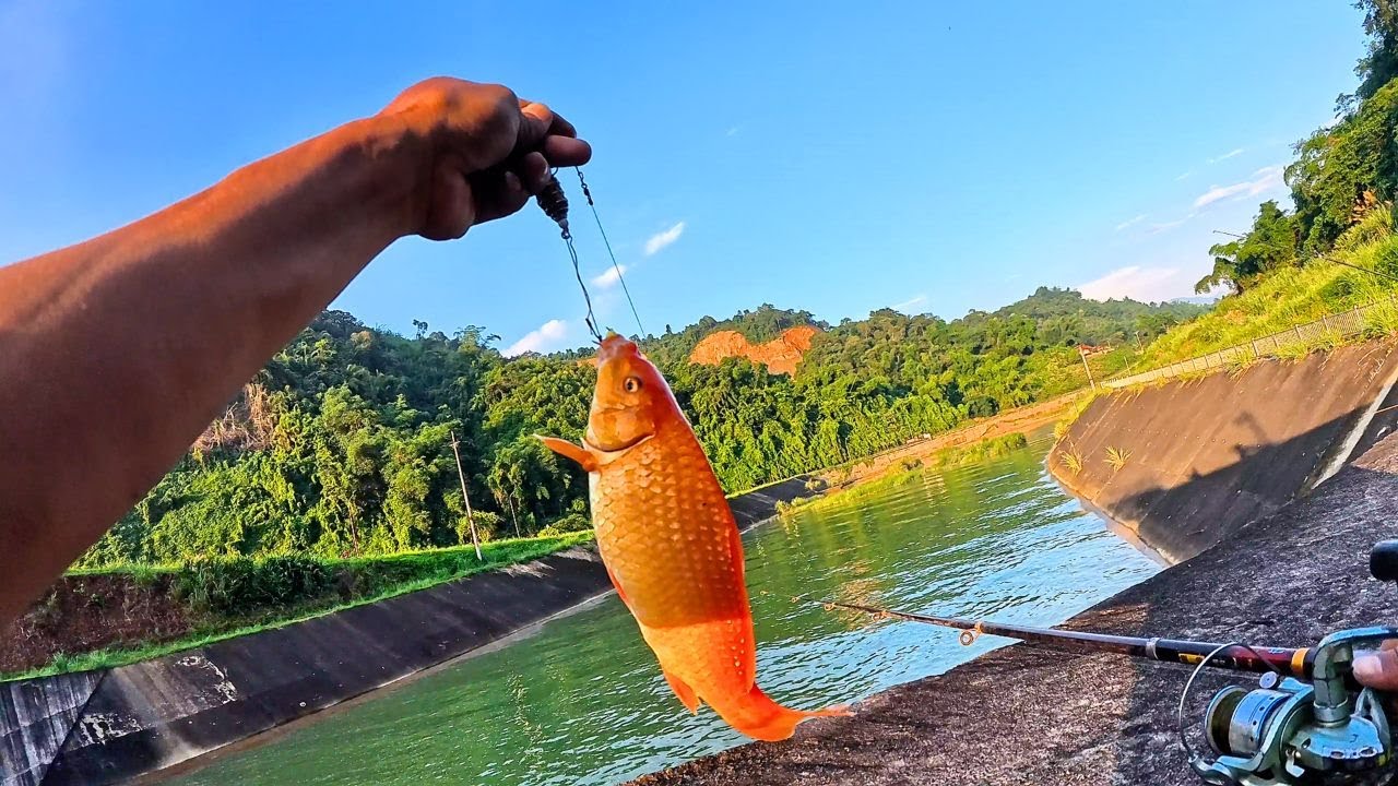 Fishing Below a Dam – My Friend Saw a Giant, but I Caught a Red Carp