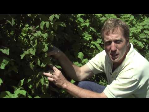 How to Grow Raspberries