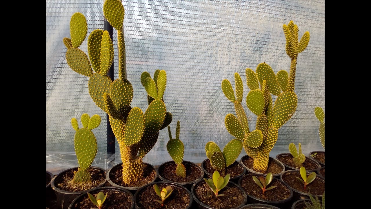Otro mito que cae: las espinas de los cactus no tienen una función