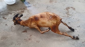 Cách làm và khử mùi thịt dê để không còn h.ôi của mấy anh nông dân miền núi