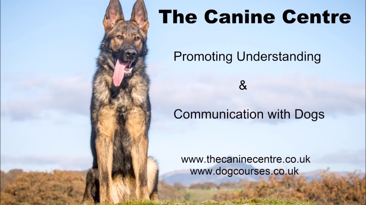 Dog TrainingEssential Skills Course. YouTube