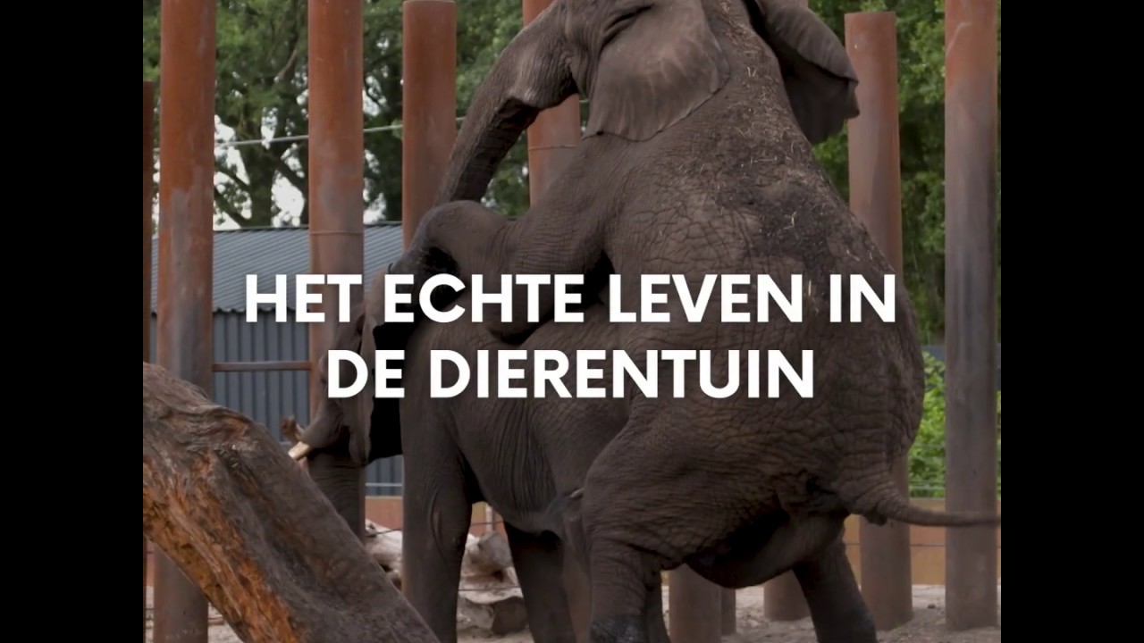 Het echte leven in de dierentuin - Aflevering 3 seizoen 2 - YouTube