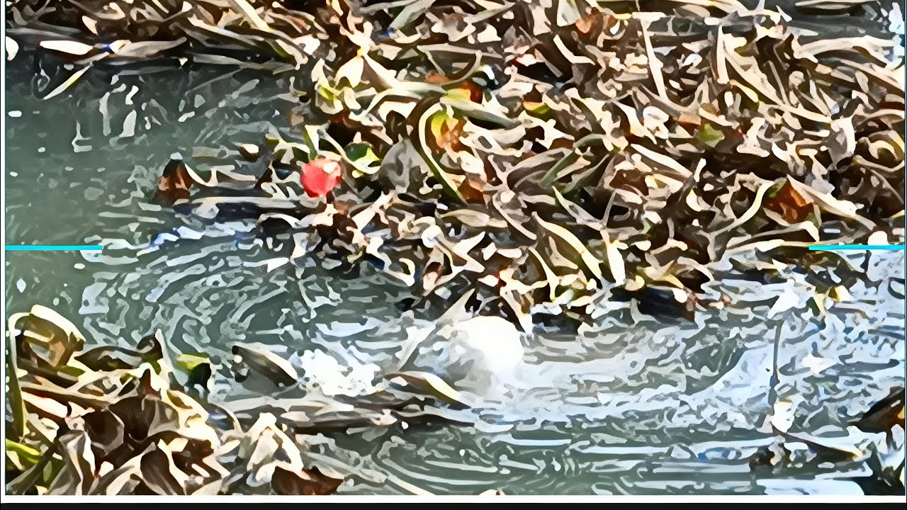 Tập 19 câu cá rô đồng cá tra sông tiếp tục câu cá ở sông cây dong đồng cá lôi phao nhìn thấy đã ❤️