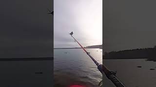 А у вас было такое? #Микроджиг  #fishing #рыбалка