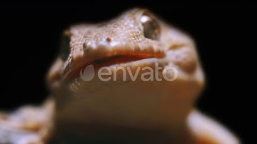 Close-up Portrait of a Gecko with an Open Mouth and Sharp  | Videohive Project Templates