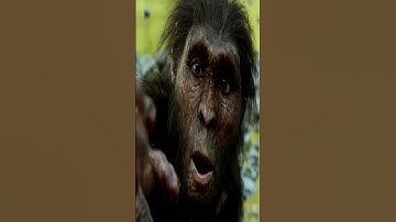 rock fossils secrets ? #shortsvideo  #trendingshorts #factfever