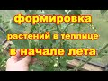 В начале лета для хорошего урожая в теплице не упустите формировку томатов, перцев ,баклажан