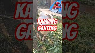 KAMBING KURBAN #kambing #kambingkurban #kambingganteng #kambingputih #iduladha #idulkurban