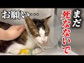 飼い主が亡くなり、引き取った猫が生死を彷徨うことに…