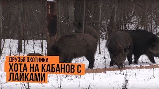 Охота на кабанов с лайками \ Друзья охотника