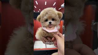 The furry kid who is going to Hangzhou Xingfu is so cute and cute. The lady can’t wait. Champagne T