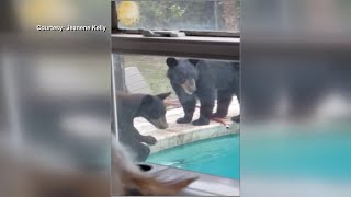 Bears caught swimming in Florida pool