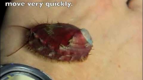 White Abalone Development