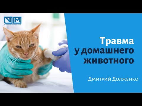 Видео: 5 достижений в области хирургии домашних животных