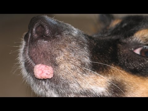 how to remove warts on dogs how to care for your dogs warts and skin tags worldnews how to remove warts on dogs how to care for your dogs warts and skin tags worldnews