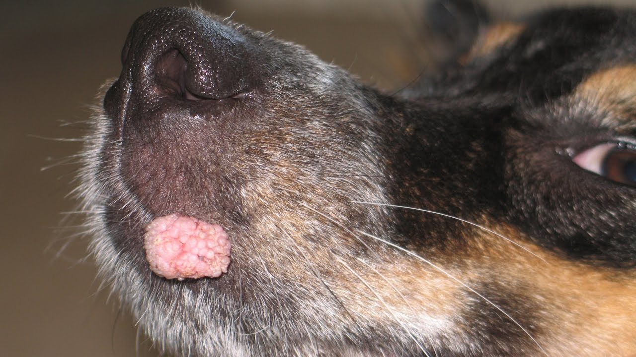 Effecitve  Speedy Help For Canine Oral Papilloma Warts | Nzymes