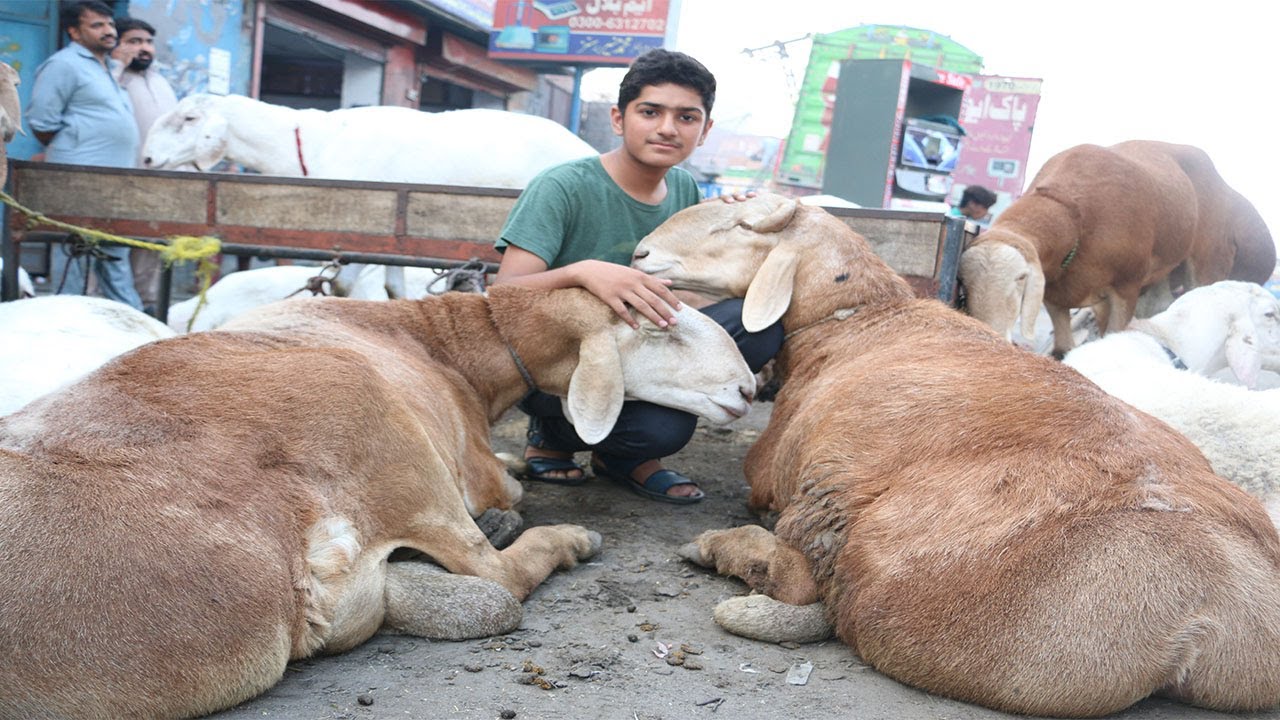 Turkey Dumba Mandi Ki Special Video Pakistan || Bakra Eid 2021 || Eid Il Adha 2021 @PkUpdate