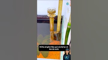 Làm sạch ống nước của bộ lọc bể cá chỉ với bàn chải nhỏ đặc biệt #aquarium #youtubeshorts