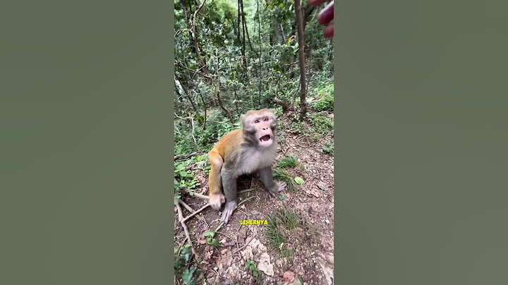 Monyet marah sama pengunjung Kebun Binatang #shorts #monkey #animals #funny