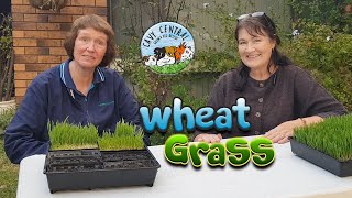 Guinea pig treats  how to grow wheat grass and its benefits