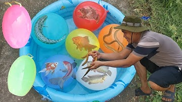 Ao Cá Chứa Bóng Bay, Mở Bóng Bay Thấy Con Cá, Con Ếch, Con Lươn, Trứng Khủng Long Nhiều Động Vật
