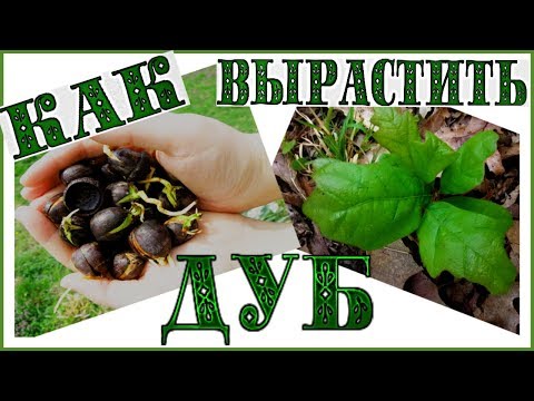 КАК ВЫРАСТИТЬ ДУБ ИЗ ЖЕЛУДЯ #146