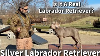 Silver Lab | Is It A Real Labrador Retriever? by Stonnie Dennis 180,238 views 4 months ago 10 minutes, 19 seconds