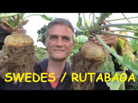 Harvesting Swedes/Rutabaga #gardeninguk #rutabaga