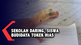 Siswa Ini Isi Waktu Luang Selama Sekolah Daring Dengan Budidaya Tokek Hias