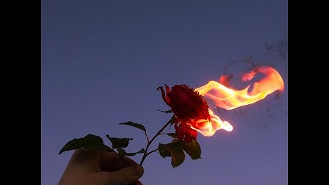 Red Rose     SLOWED AND REVERBED     BY RAZA   Harman Hundal   HD #slowed #reverb #youtube