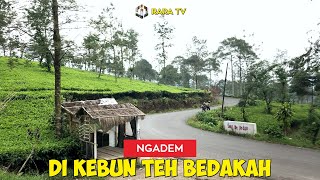 Melepas Lelah Di Perkebunan Teh Bedakah Wonosobo