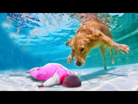 Video: Kan Små Djur Leva Med Hundar?