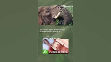 Elephants found a teeth loophole. #shorts #science #elephants #SciShow
