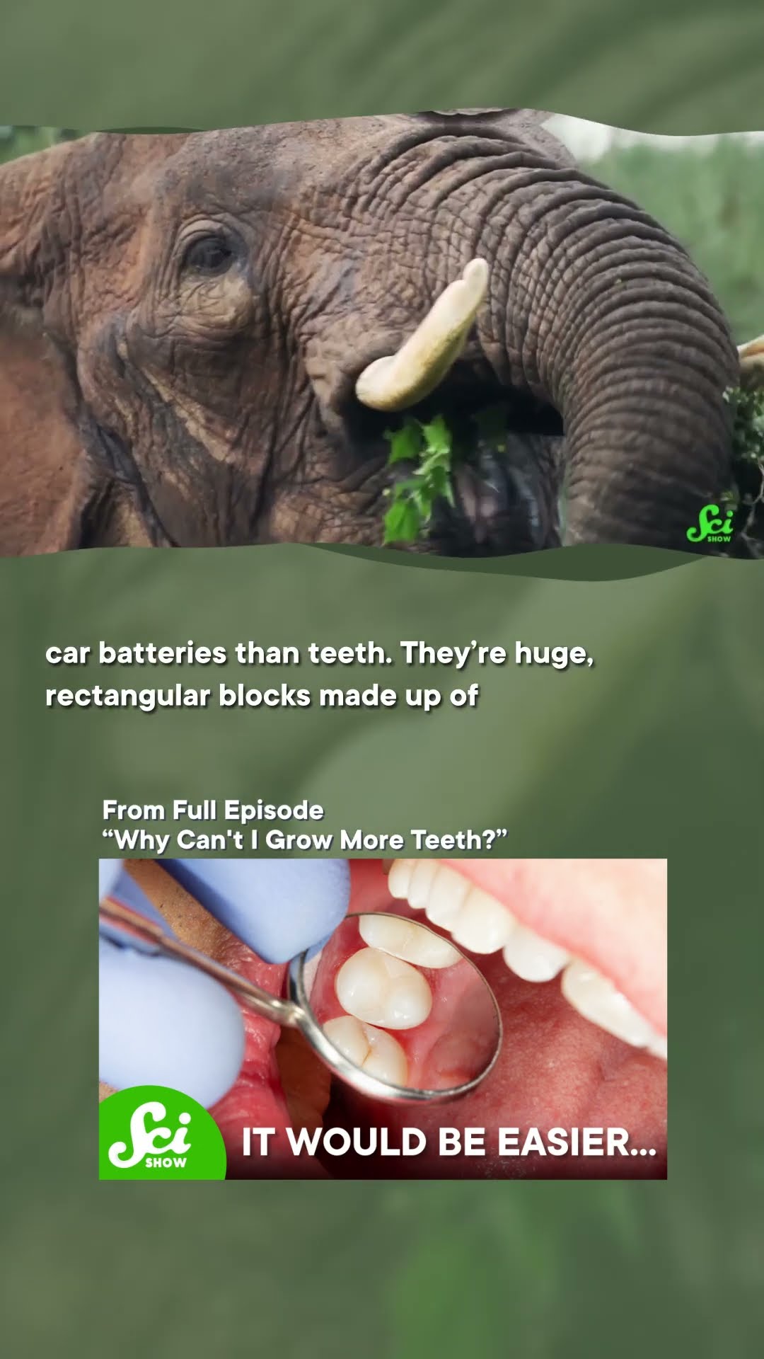 Elephants found a teeth loophole. #shorts #science #elephants #SciShow