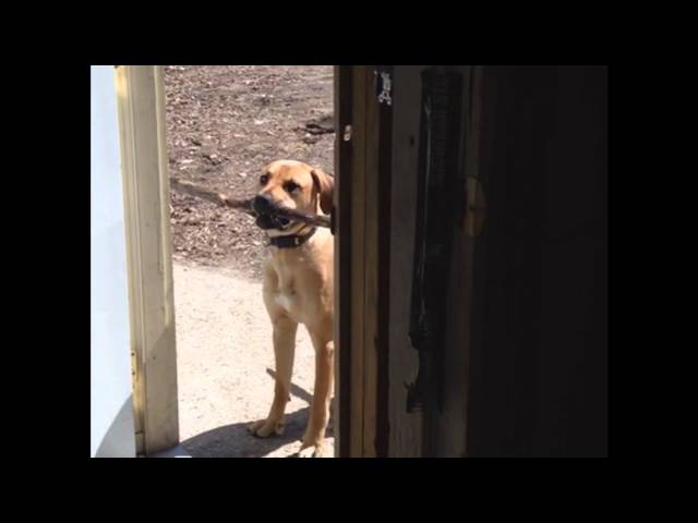Dog’s Stick is Too Big to Fit through the Door
