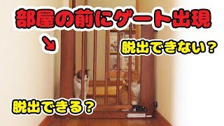 【猫脱出】部屋の前にゲートが出現【モニタリング】