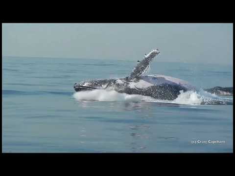 Bultrug walvis springt uit het water