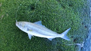 Winter Rock fishing ~ Manukau Harbour